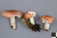 Russula hydrophila image